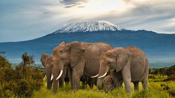 Kenya has it all: varied wildlife, exquisite beaches, challenging hikes — our handy guide helps you figure out your perfect timing